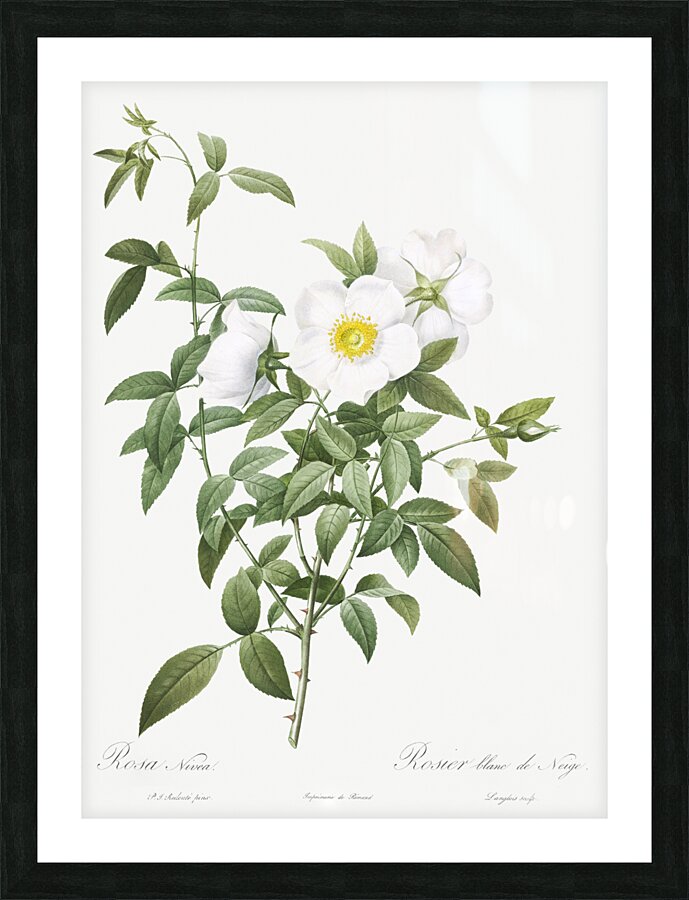 Blooming white roses Picture Frame print