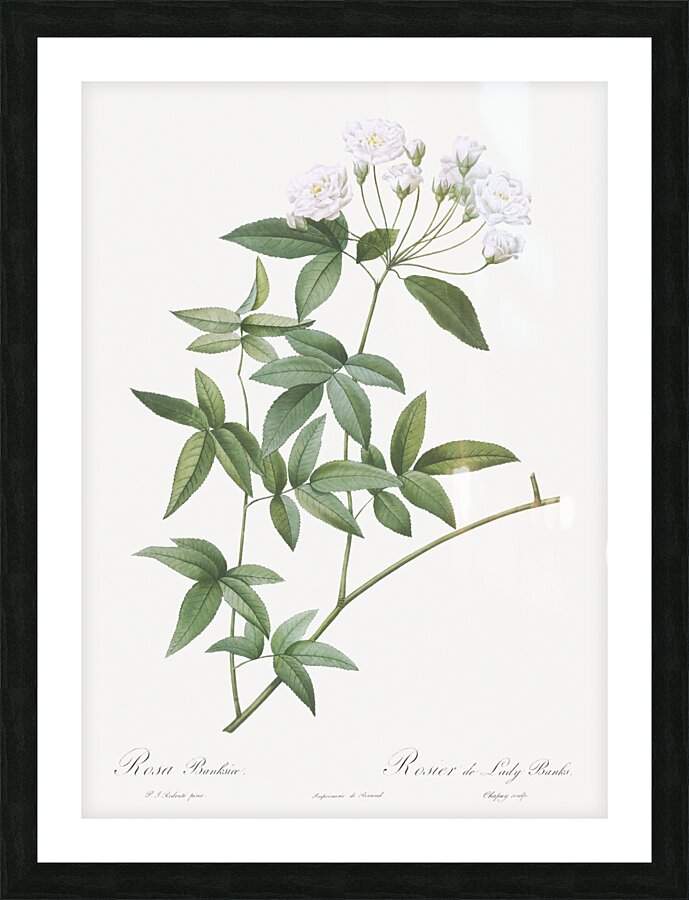 Vintage Lady Banks rose Picture Frame print