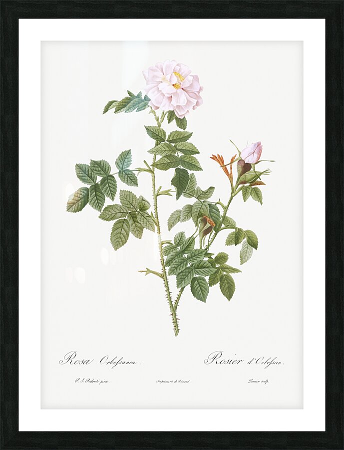 Blooming pink rosebush Impression et Cadre photo