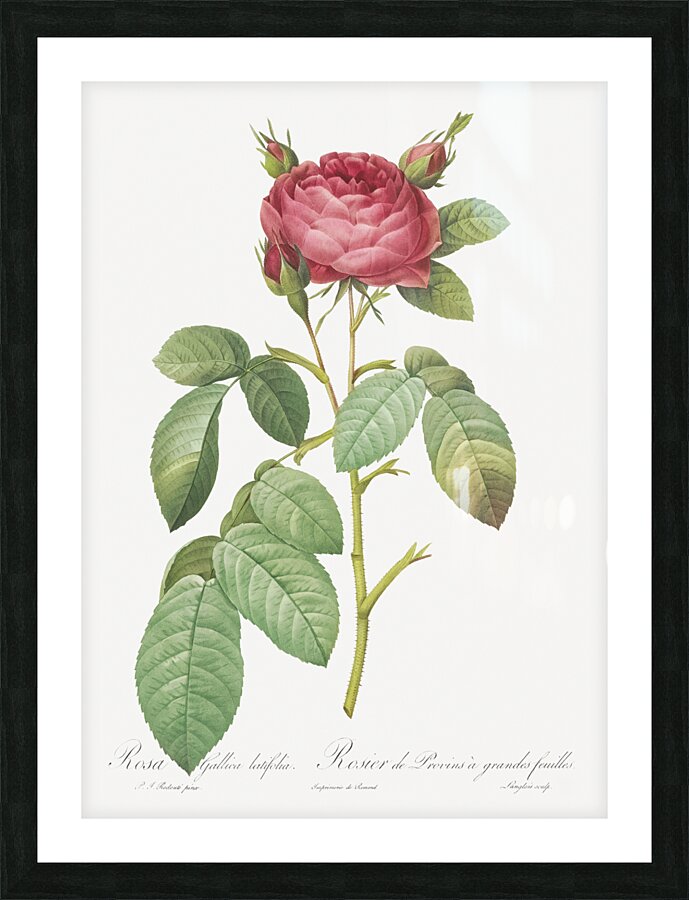 Red gallic rose Picture Frame print