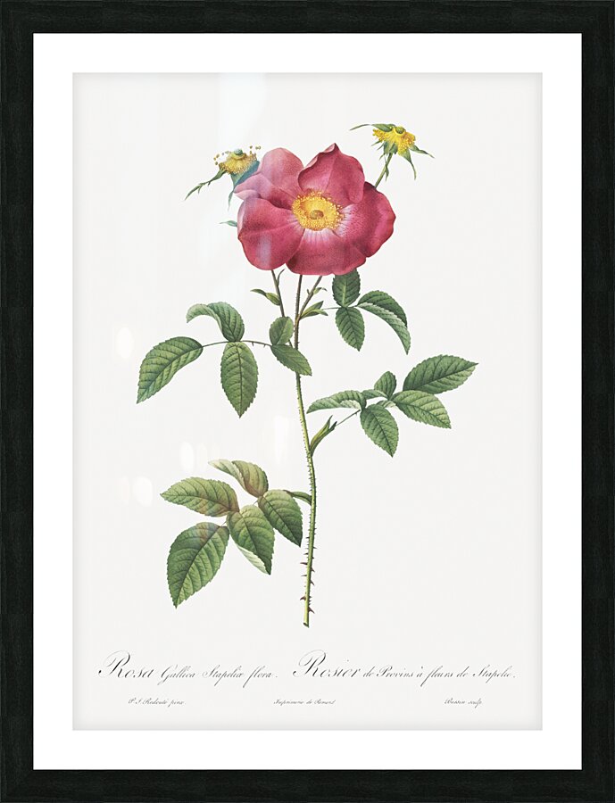 Stapelia rose in bloom Picture Frame print