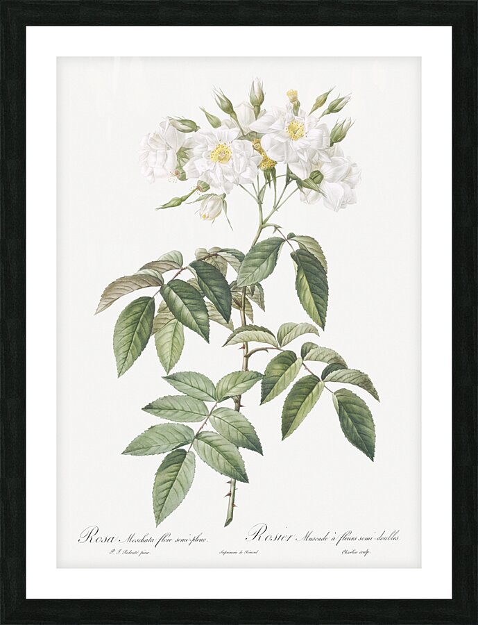 Blooming musk roses Picture Frame print