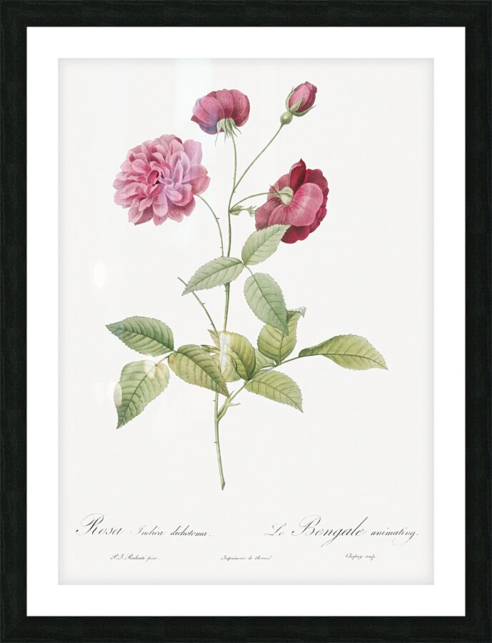 Vintage china rose Picture Frame print