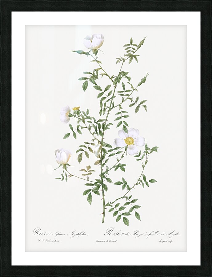 Vintage hedge rose Picture Frame print