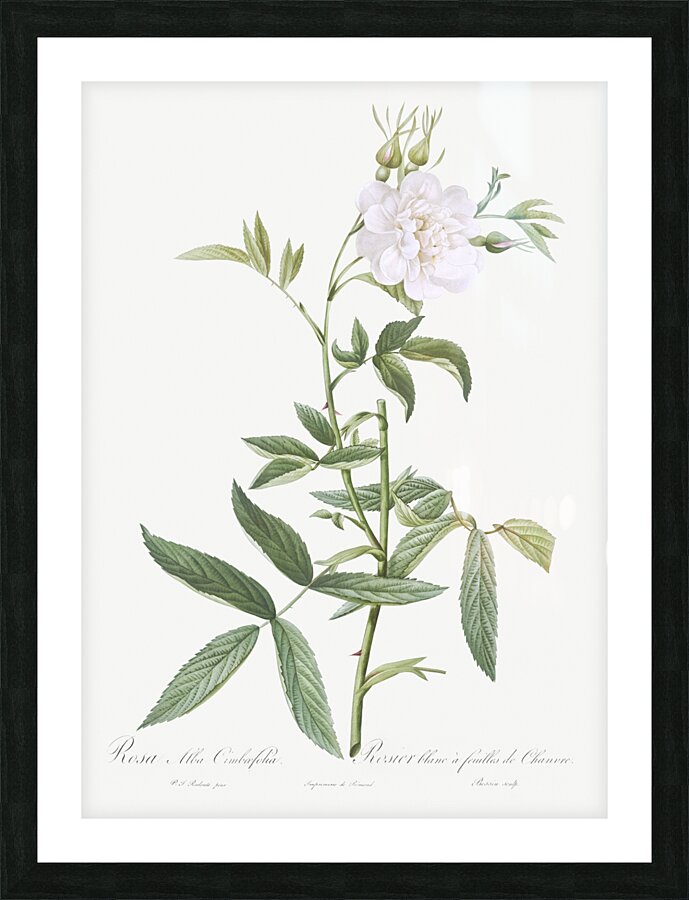 White rose of york in bloom Picture Frame print