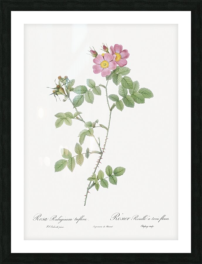 Pink sweetbriar roses Picture Frame print