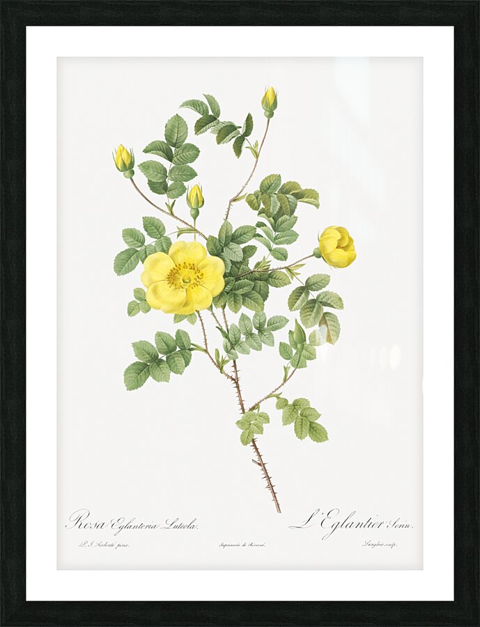 Yellow sweetbriar rose Picture Frame print