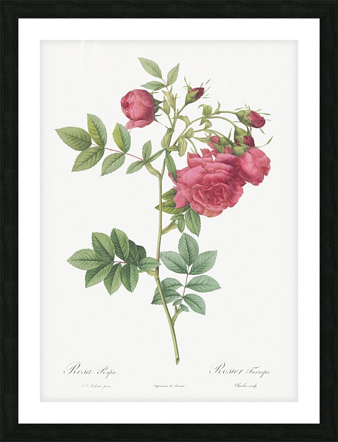 Yellow sweetbriar rose Picture Frame print