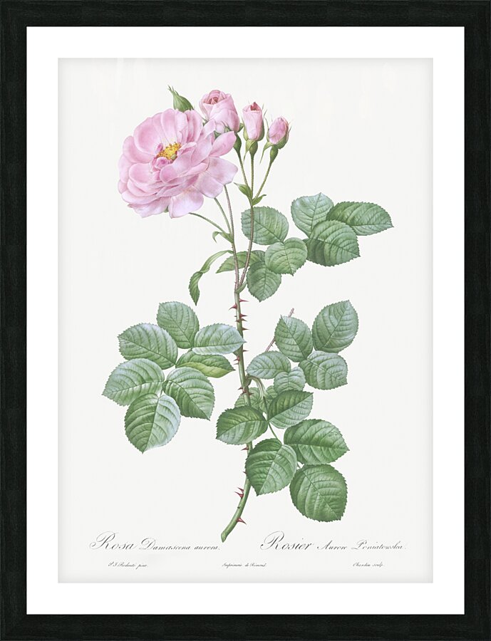 White climbing rose Picture Frame print