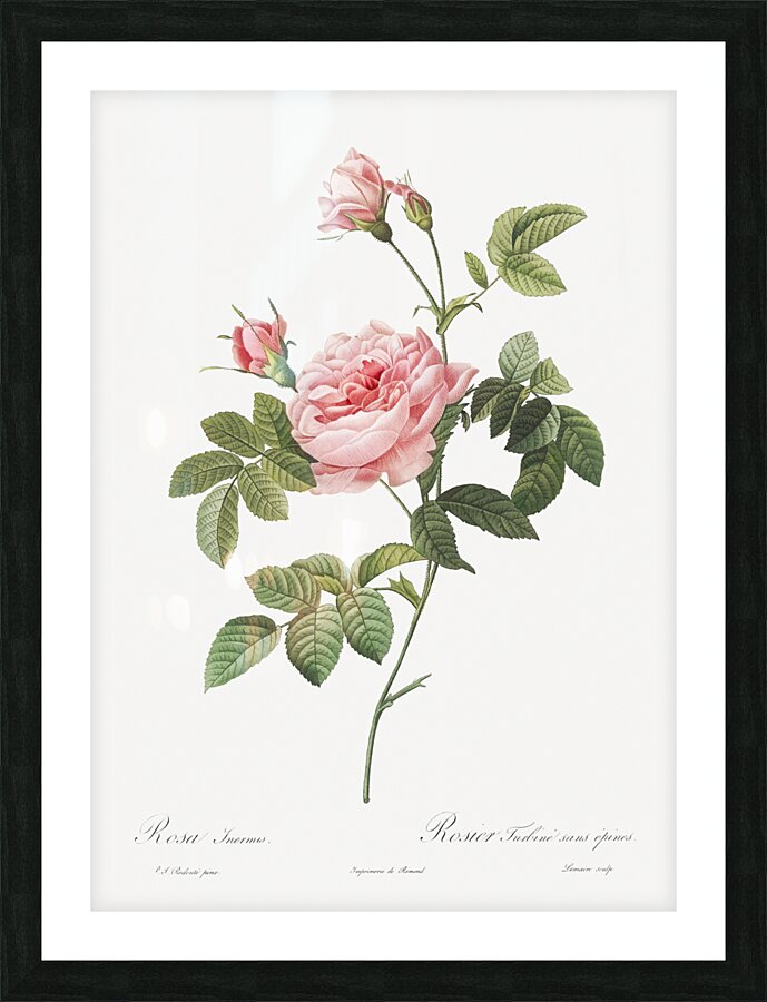 Pink rose turbine Picture Frame print