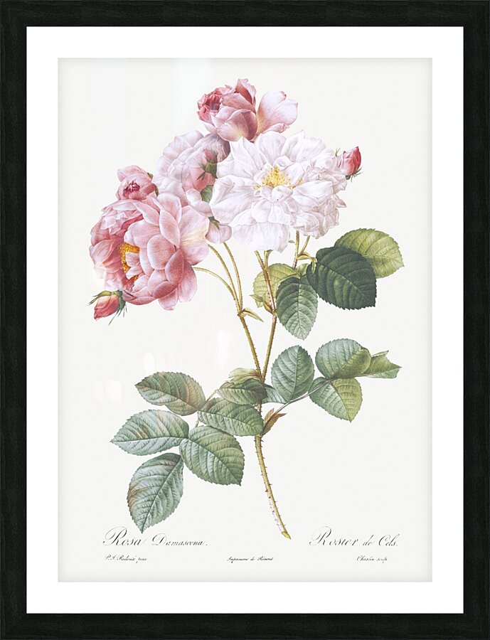 Pink damskus rose Picture Frame print