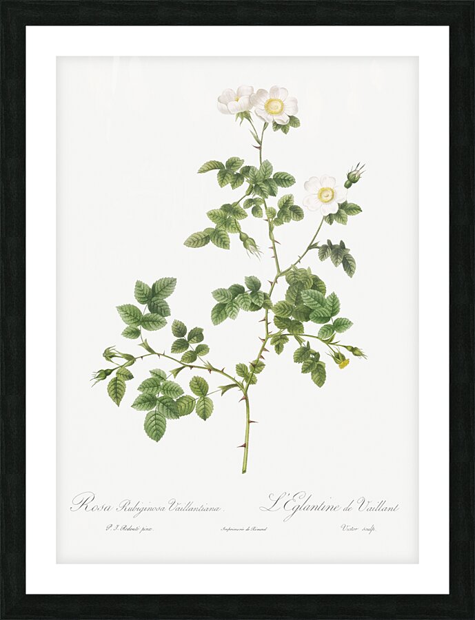 White sweetbriar rose Picture Frame print