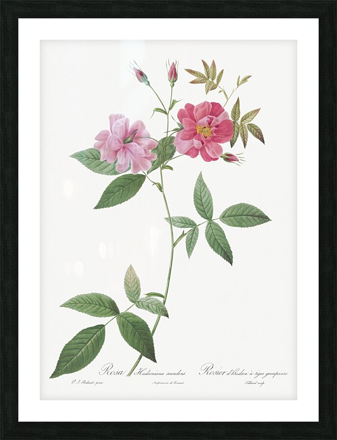 Blooming hudson rose Picture Frame print