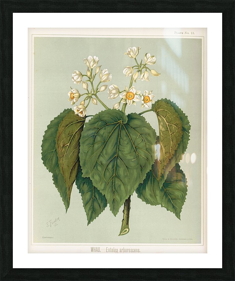 Sarah Featon 035 Picture Frame print