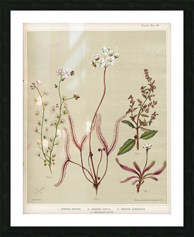 Sarah Featon 003 Picture Frame print