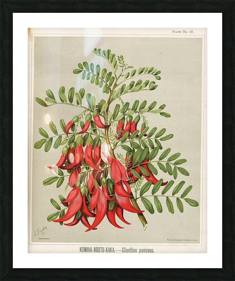 Sarah Featon 022 Picture Frame print