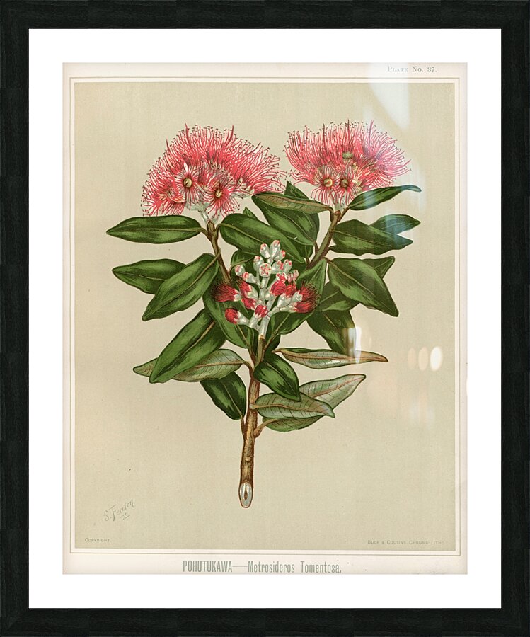 Sarah Featon 028 Picture Frame print