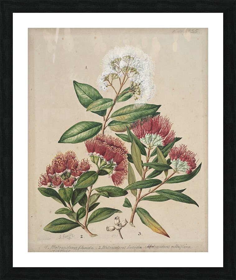 Sarah Featon 015 Picture Frame print