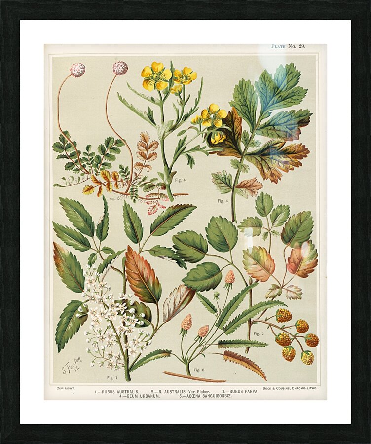 Sarah Featon 007 Impression et Cadre photo