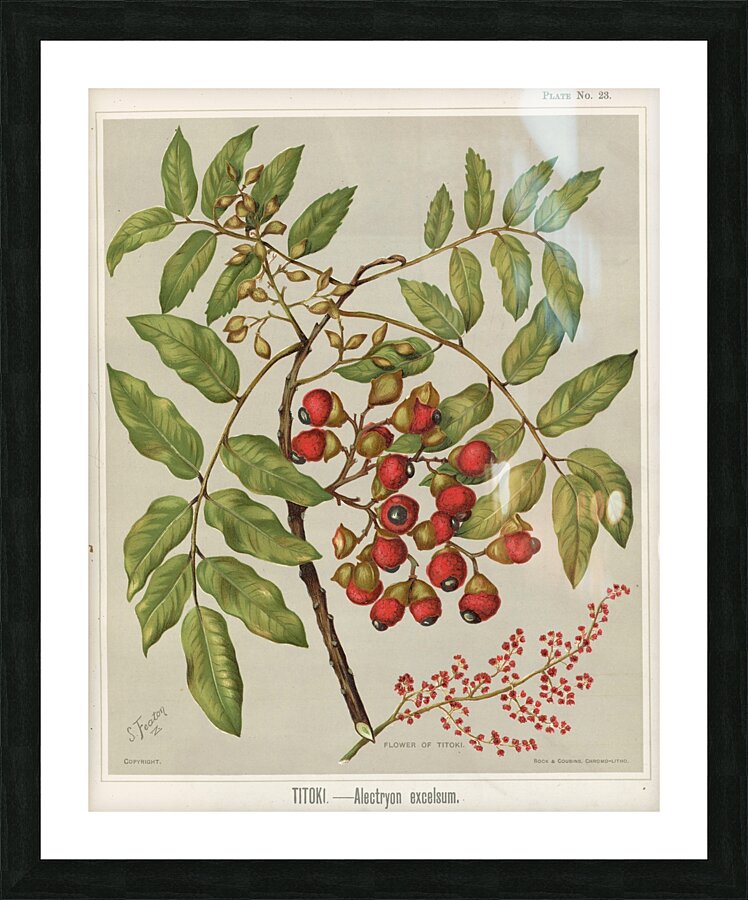 Sarah Featon 034 Picture Frame print