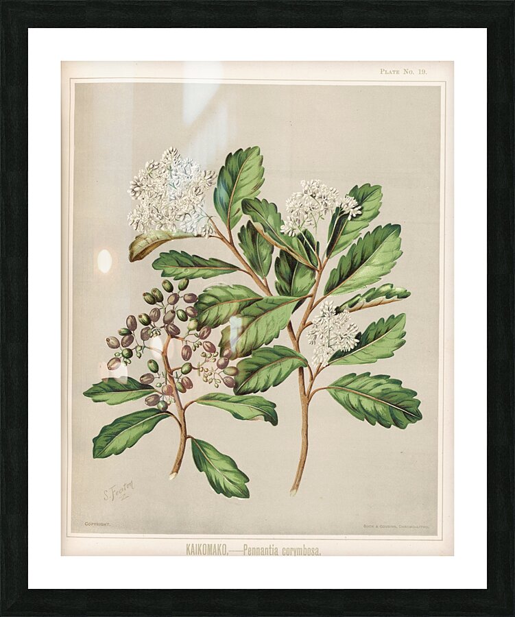 Sarah Featon 019 Picture Frame print