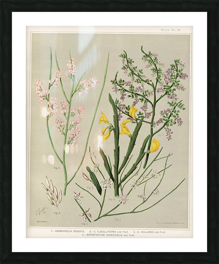 Sarah Featon 002 Picture Frame print