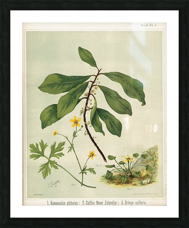 Sarah Featon 013 Picture Frame print