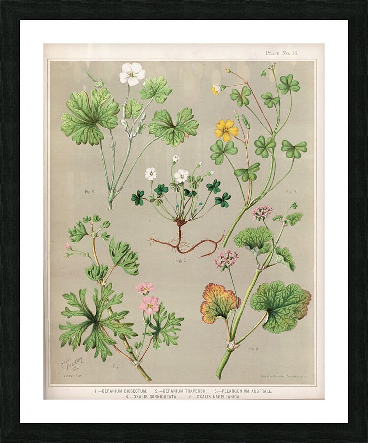 Sarah Featon 004 Picture Frame print