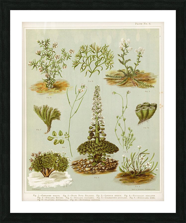 Sarah Featon 017 Picture Frame print