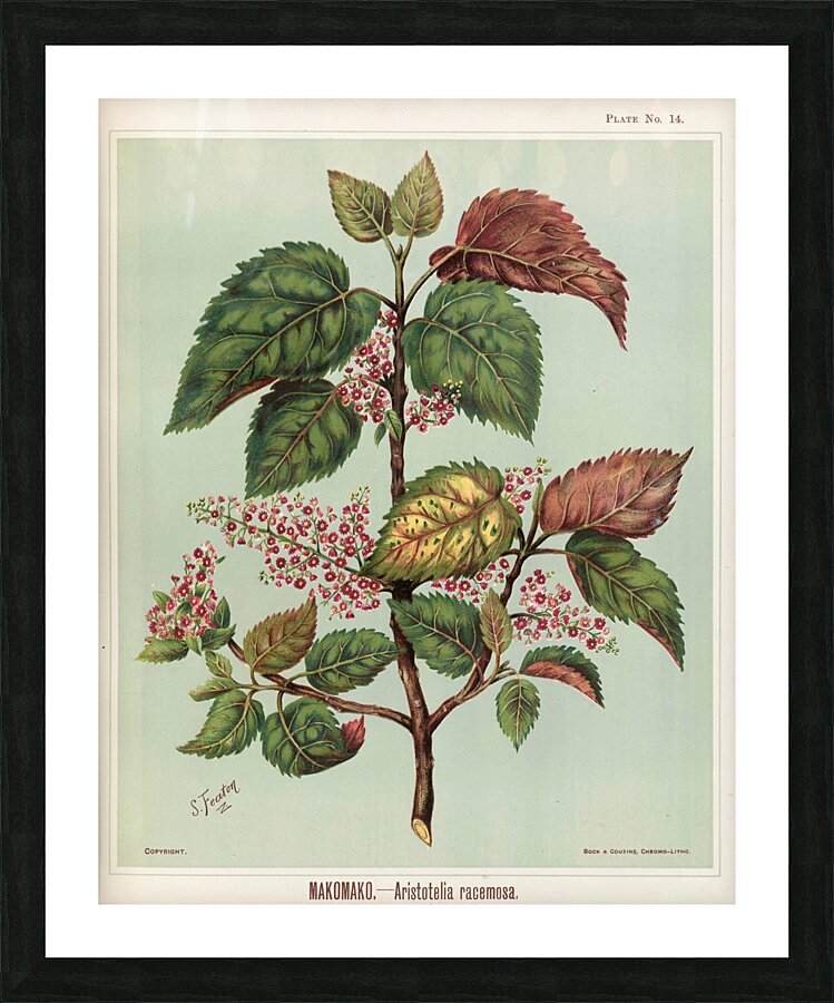 Sarah Featon 025 Picture Frame print