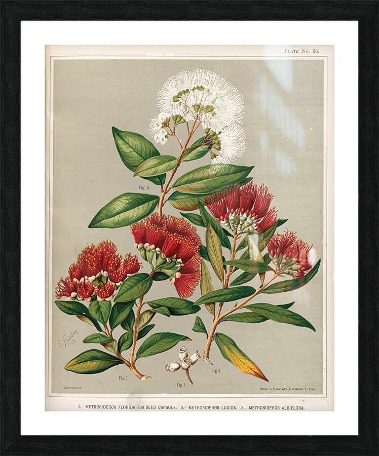 Sarah Featon 005 Picture Frame print