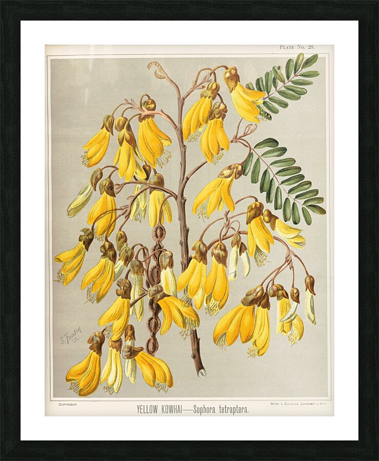 Sarah Featon 036 Picture Frame print