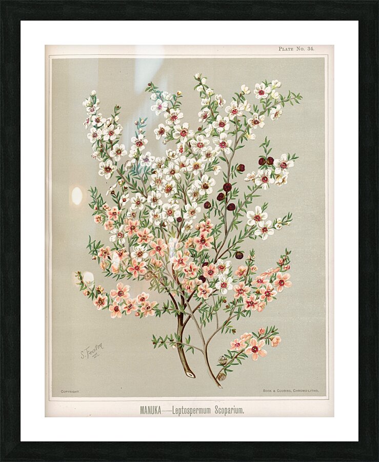 Sarah Featon 026 Picture Frame print