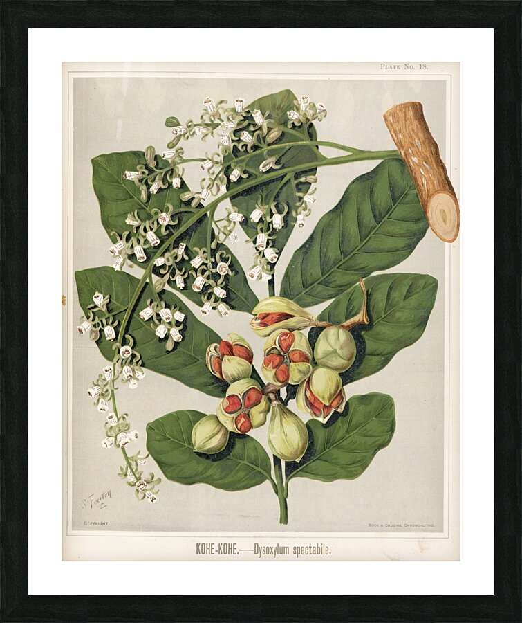 Sarah Featon 021 Picture Frame print