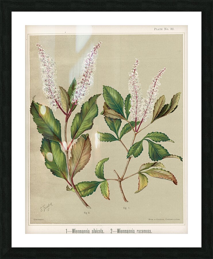 Sarah Featon 008 Picture Frame print