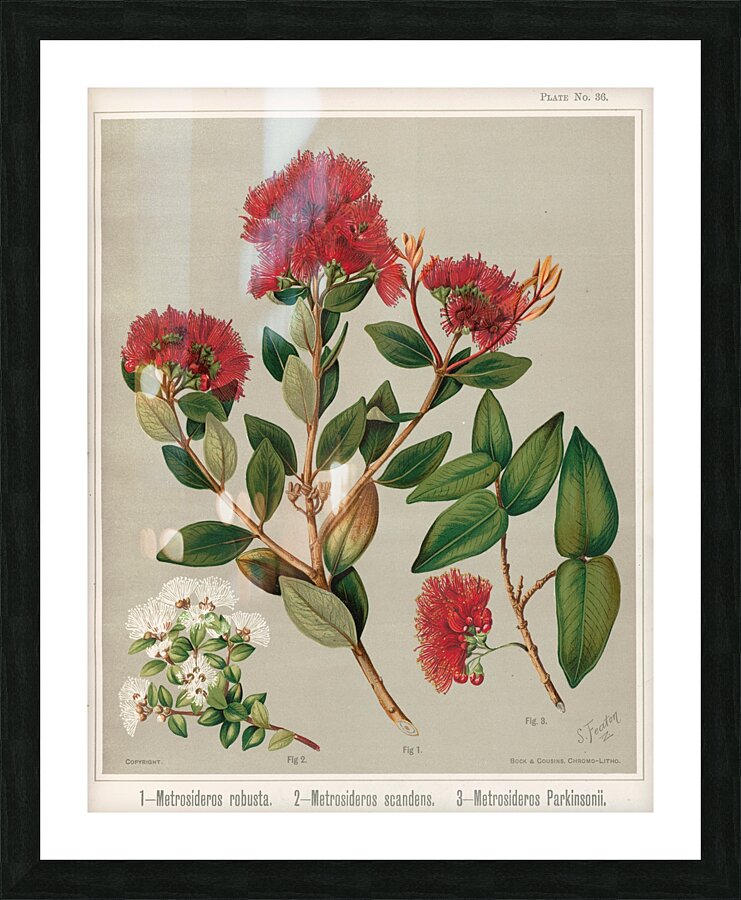 Sarah Featon 001 Picture Frame print