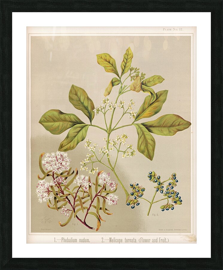 Sarah Featon 006 Picture Frame print