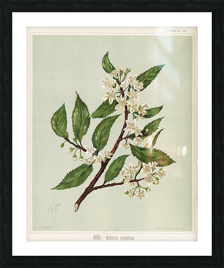 Sarah Featon 018 Picture Frame print