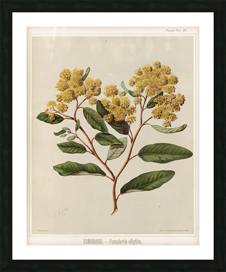 Sarah Featon 023 Picture Frame print