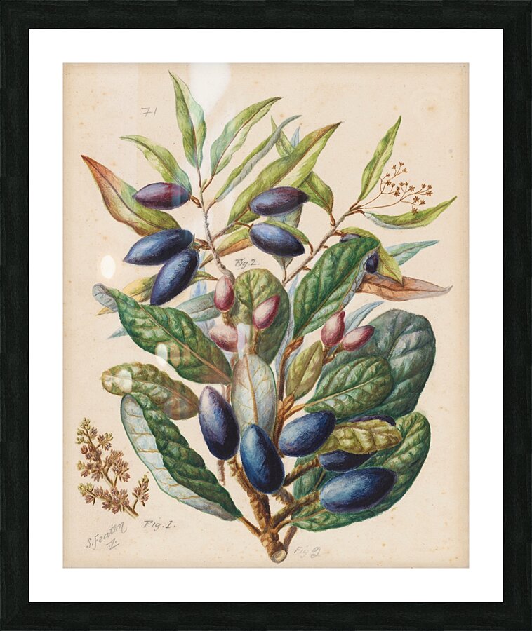 Sarah Featon 014 Picture Frame print