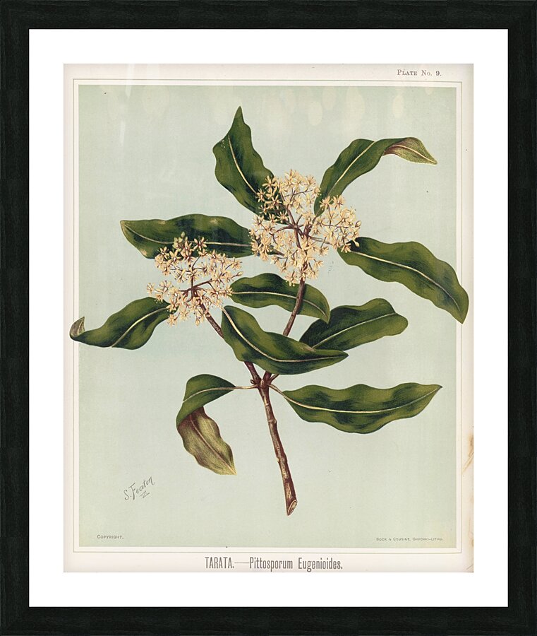 Sarah Featon 030 Picture Frame print