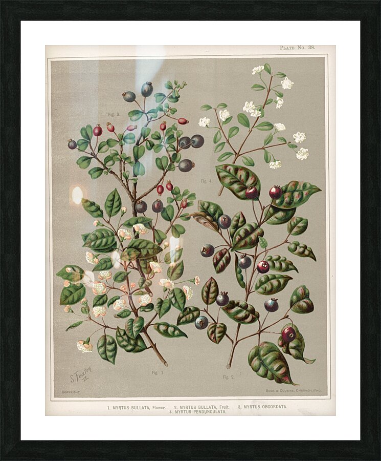 Sarah Featon 011 Picture Frame print