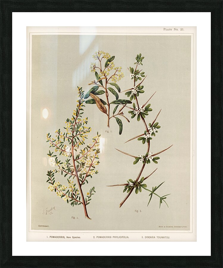 Sarah Featon 012 Picture Frame print