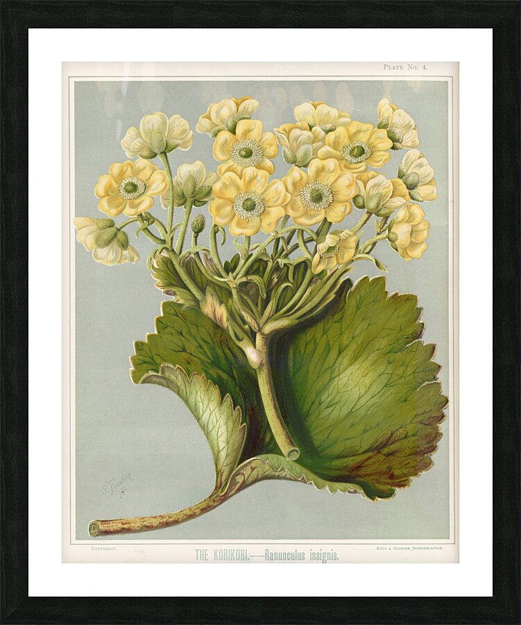 Sarah Featon 032 Picture Frame print