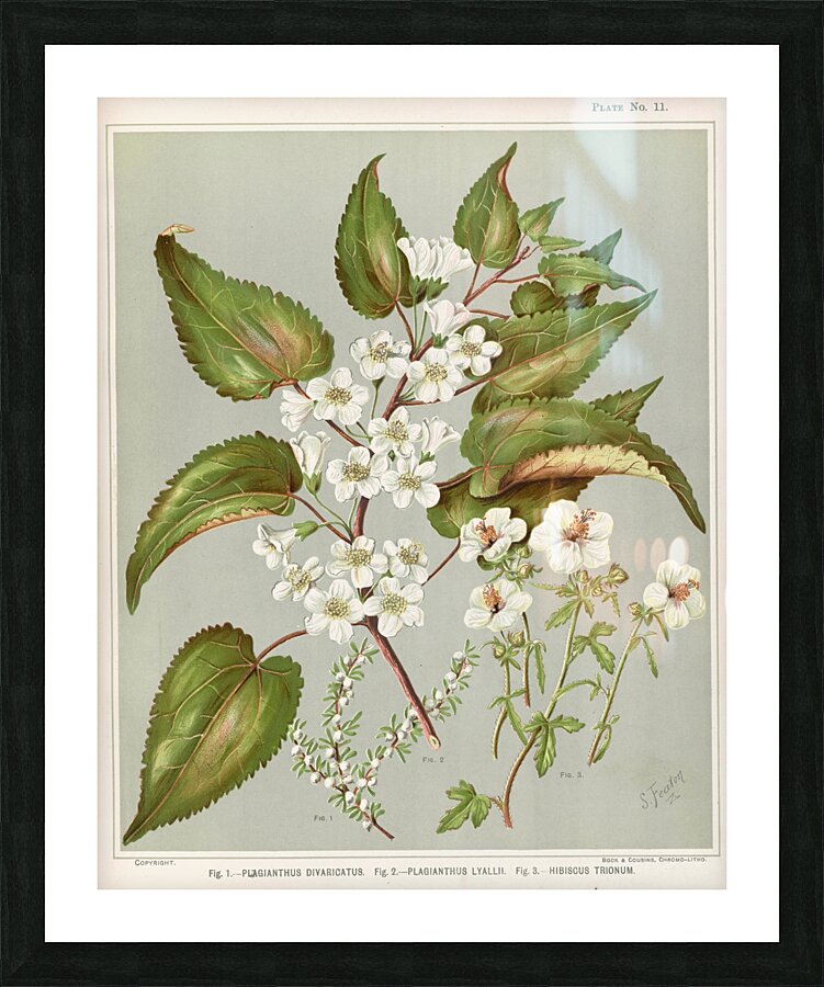 Sarah Featon 016 Picture Frame print