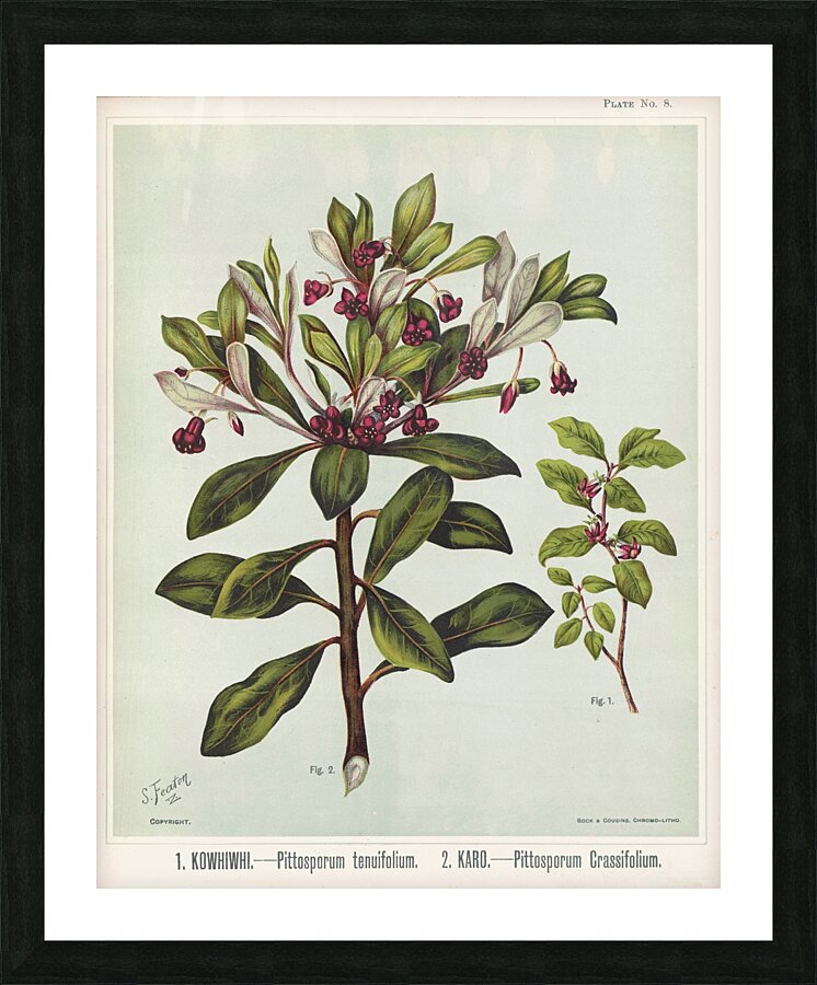 Sarah Featon 010 Picture Frame print