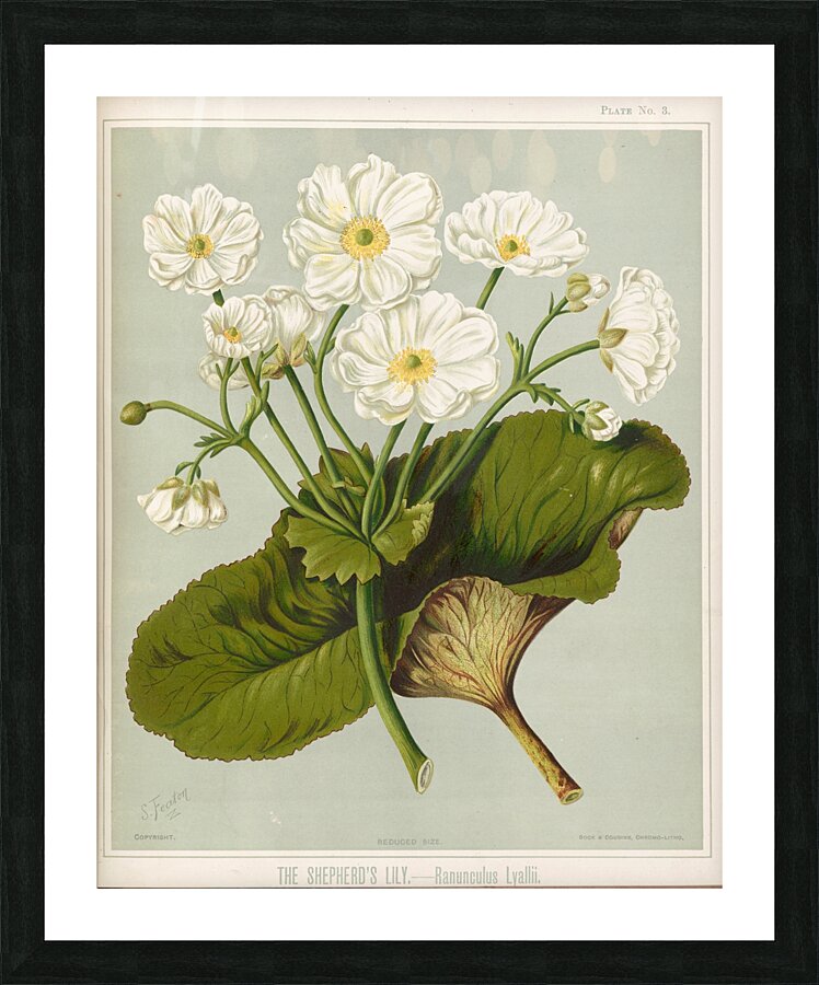 Sarah Featon 033 Picture Frame print