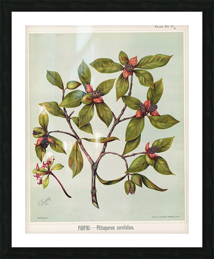 Sarah Featon 027 Picture Frame print