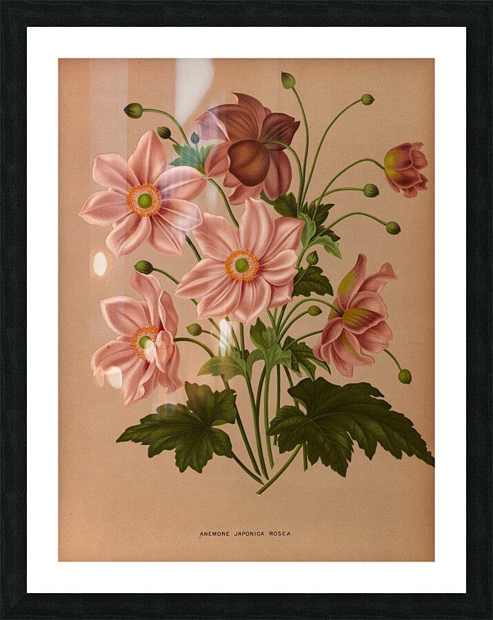 Album van Eeden : Haarlems flora : 1872-1881 Picture Frame print