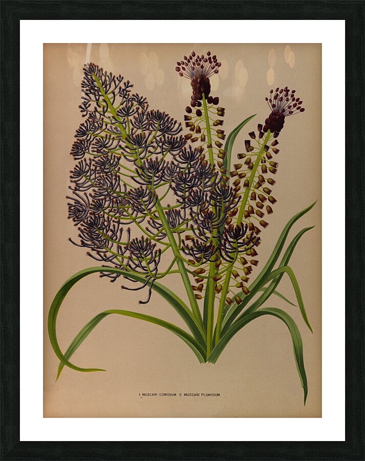 Album van Eeden : Haarlems flora : 1872-1881 Picture Frame print